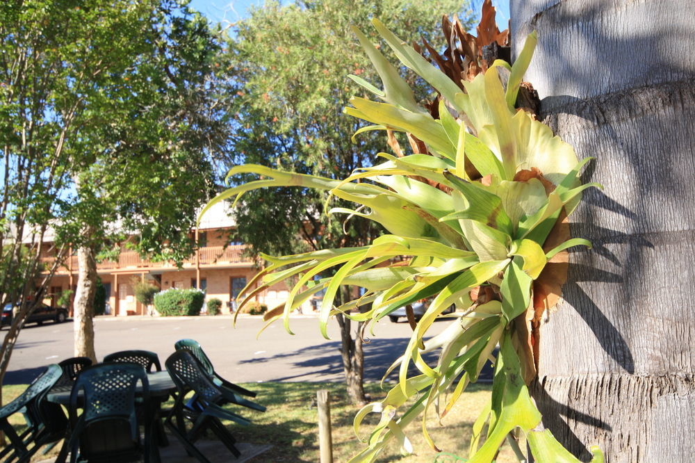 Bega Downs Motor Inn Exterior photo